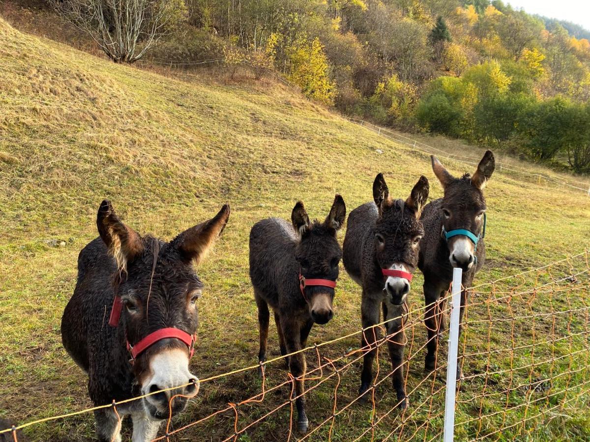 Baita Valtellina. Relax Nel Cuore Delle Alpi Grosio Luaran gambar